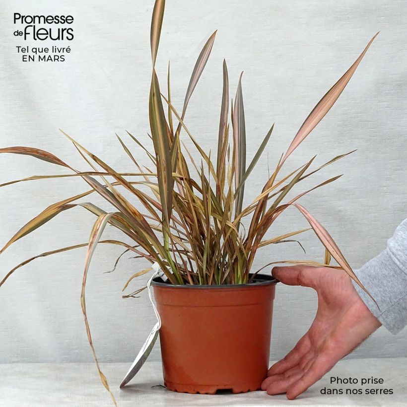 Exemplar von Phormium tenax Rainbow Sunrise Topf mit 3L/4L wie im Frühjahr geliefert
