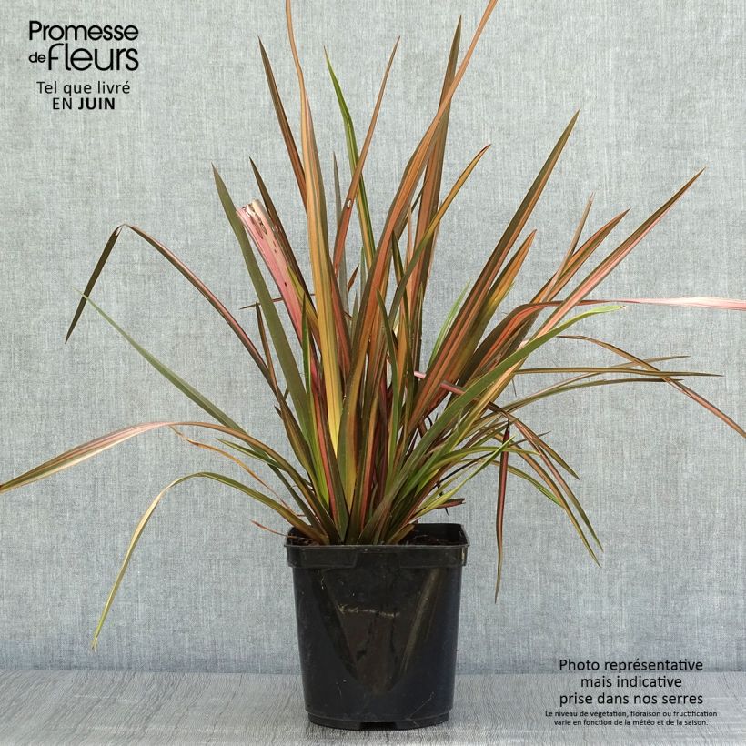 Exemplar von Phormium tenax Rainbow Sunrise Topf mit 3L/4L wie im Sommer geliefert