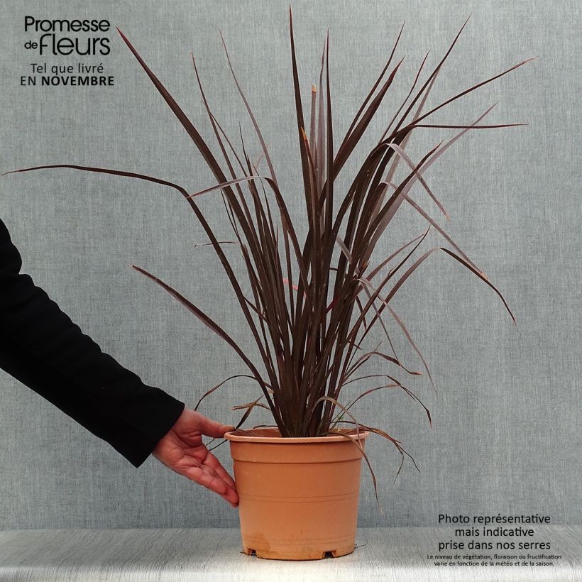 Exemplar von Phormium tenax Special Red Topf mit 4L/5L wie im Herbst geliefert