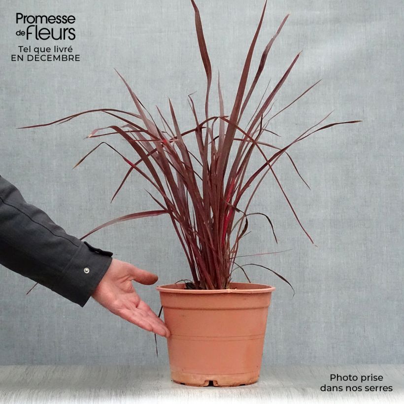 Exemplar von Phormium tenax Special Red Topf mit 4L/5L wie im Winter geliefert