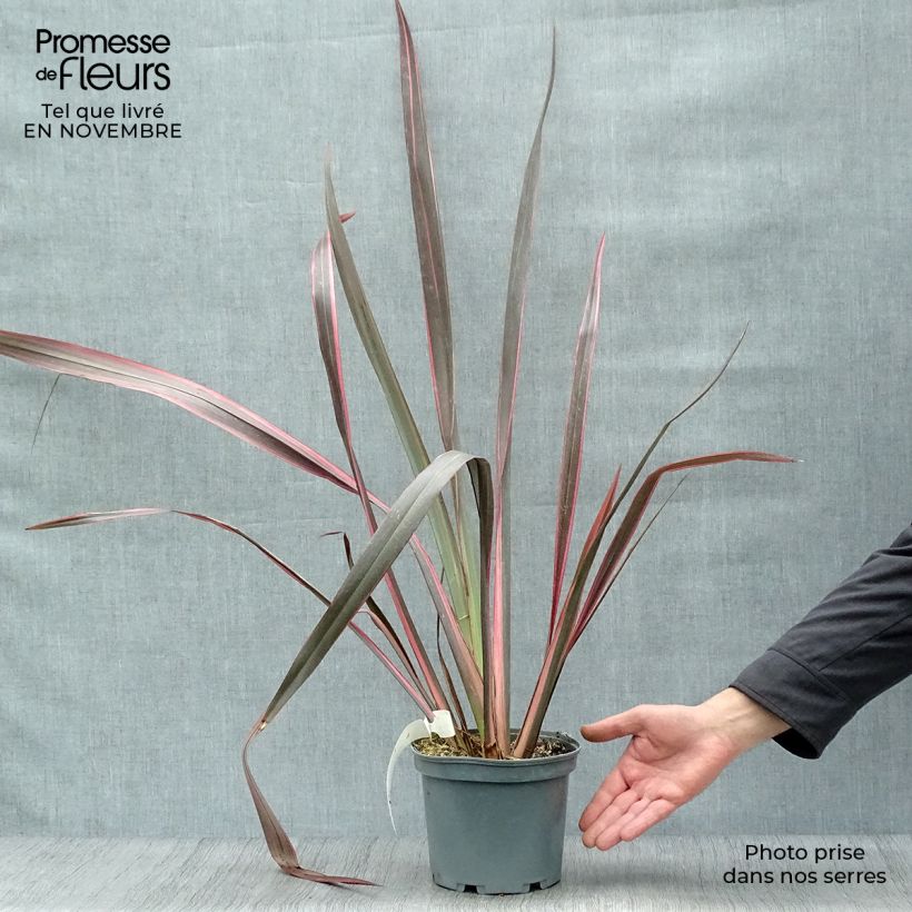 Exemplar von Phormium tenax Sundowner Topf mit 2L/3L wie im Herbst geliefert