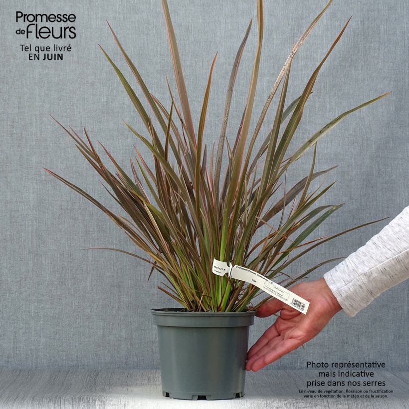 Exemplar von Phormium tenax Sundowner Topf mit 2L/3L wie im Sommer geliefert