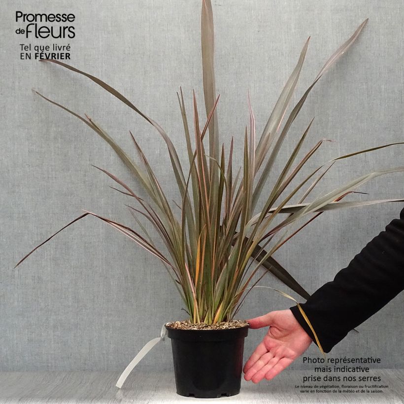 Exemplar von Phormium tenax Sundowner Topf mit 2L/3L wie im Winter geliefert