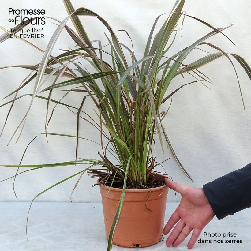 Exemplar von Phormium tenax Sundowner Topf mit 4L/5L wie im Winter geliefert