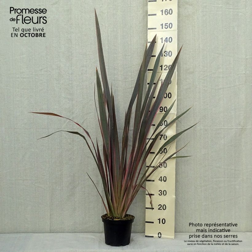 Exemplar von Phormium tenax Sundowner Topf mit 4L/5L wie im Herbst geliefert