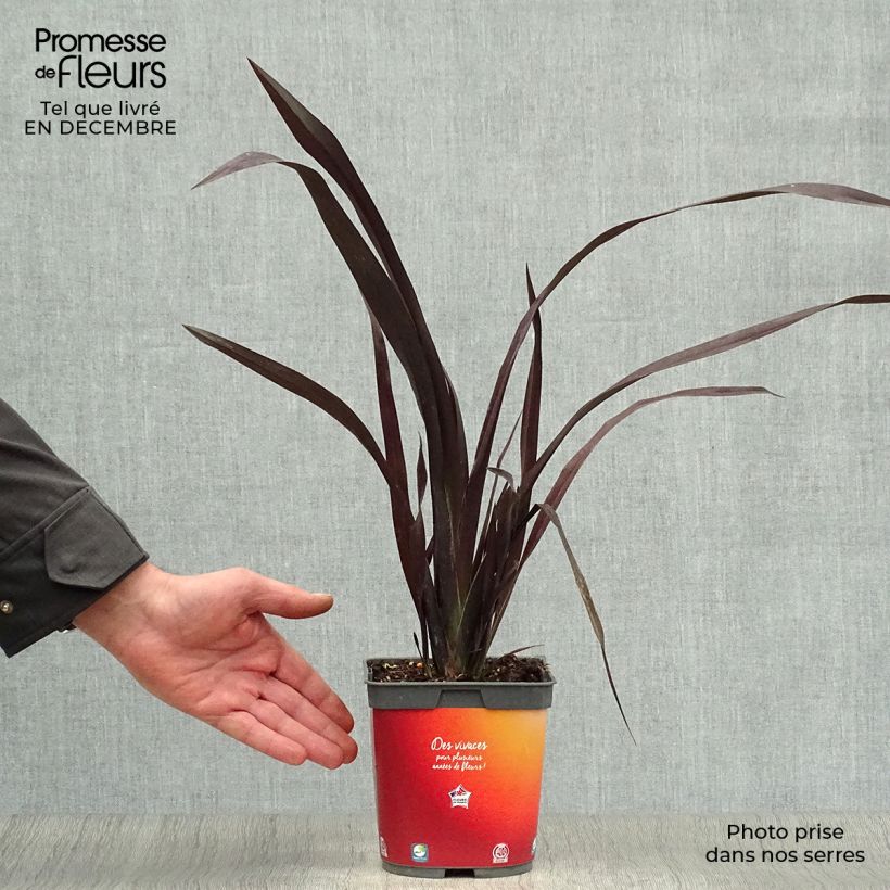 Exemplar von Phormium cookianum Black adder Topf mit 2L/3L wie im Winter geliefert
