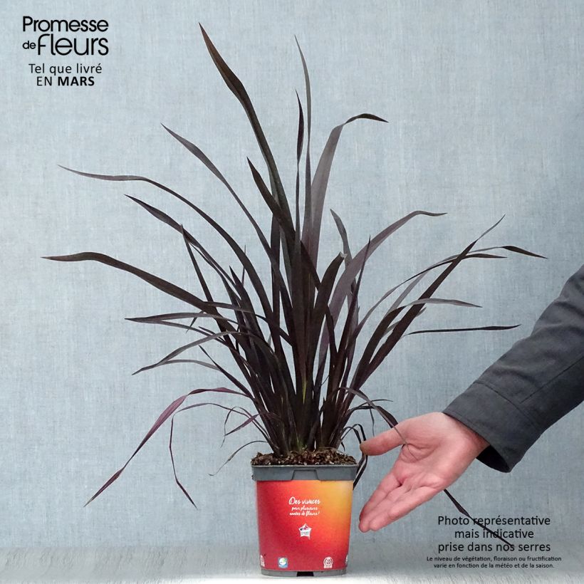 Exemplar von Phormium cookianum Black adder Topf mit 2L/3L wie im Frühjahr geliefert