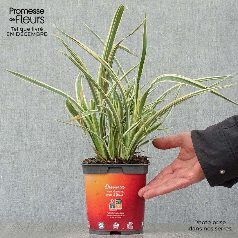 Exemplar von Phormium cookianum subsp. hookeri Tricolor Topf mit 1,5L/2L wie im Winter geliefert
