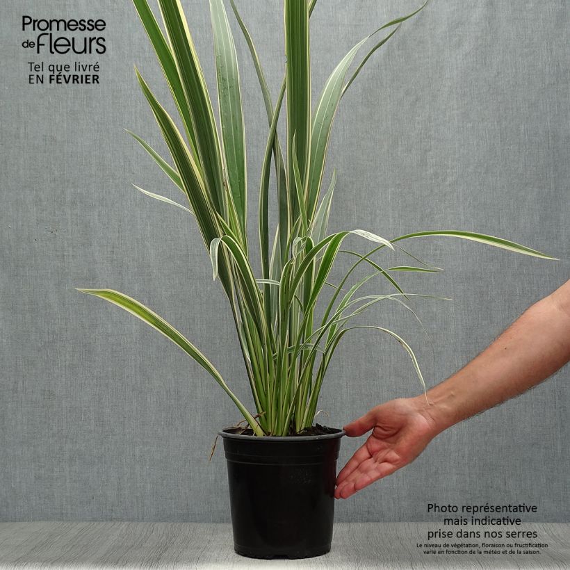Exemplar von Phormium cookianum subsp. hookeri Tricolor Topf mit 3L/4L wie im Herbst geliefert