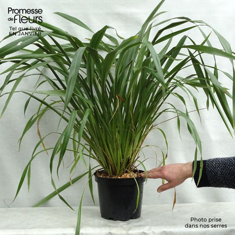Exemplar von Phormium cookianum subsp. hookeri Tricolor Topf mit 3L/4L wie im Winter geliefert