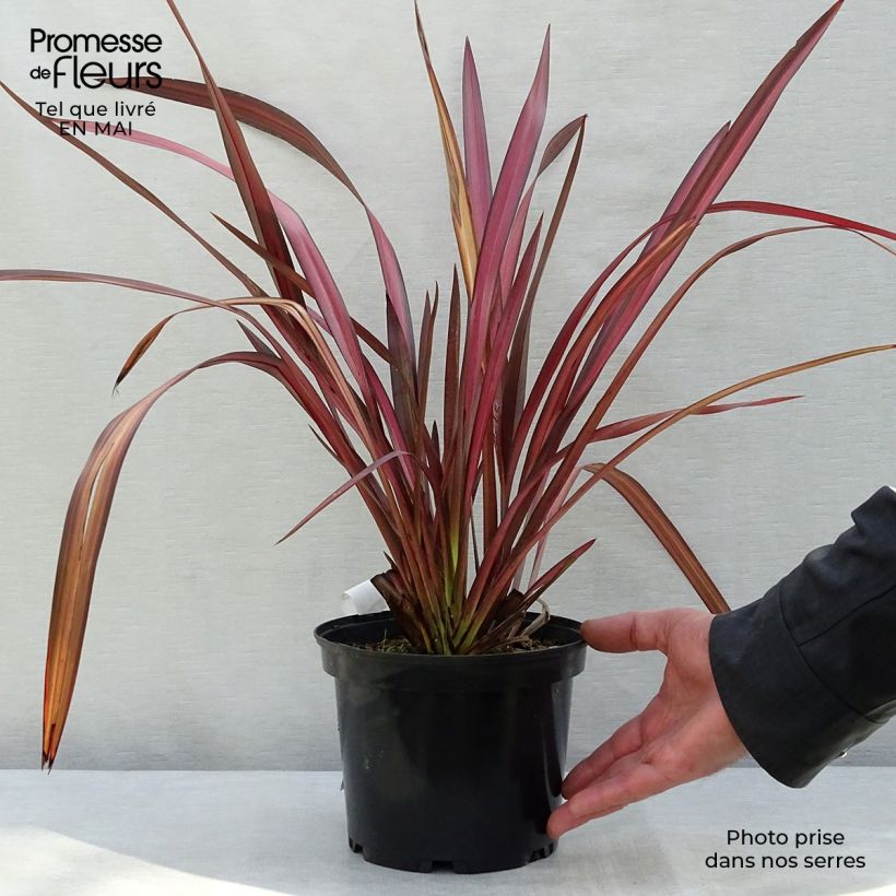 Exemplar von Phormium tenax Evening Glow Topf mit 4L/5L wie im Frühjahr geliefert