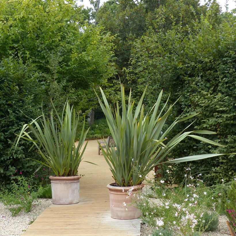 Phormium tenax - Neuseeländischer Flachs (Hafen)