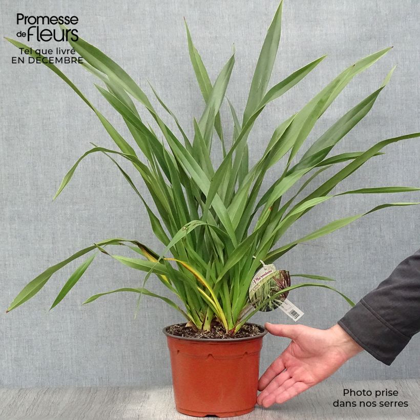 Exemplar von Phormium tenax - Neuseeländischer Flachs Topf mit 2L/3L wie im Winter geliefert
