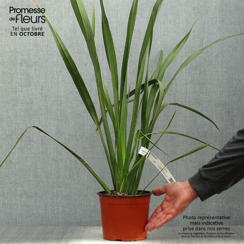 Exemplar von Phormium tenax - Neuseeländischer Flachs Topf mit 2L/3L wie im Herbst geliefert