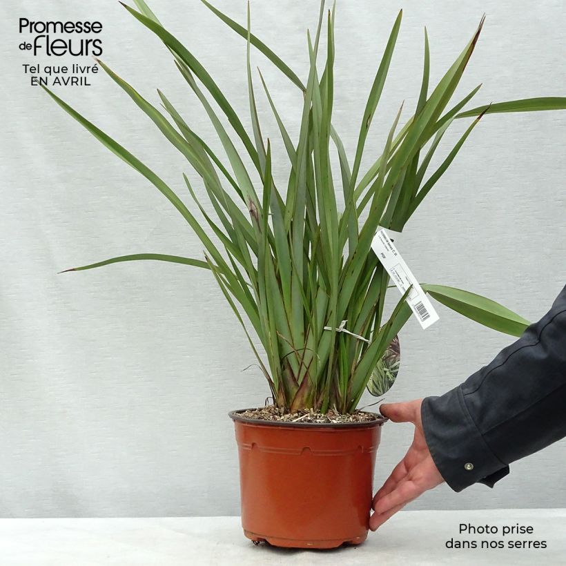 Exemplar von Phormium tenax - Neuseeländischer Flachs Topf mit 2L/3L wie im Frühjahr geliefert