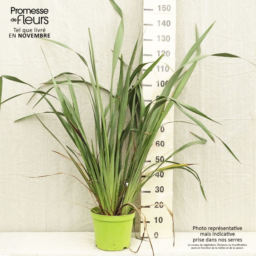 Exemplar von Phormium tenax - Neuseeländischer Flachs Topf mit 7,5L/10L wie im Herbst geliefert