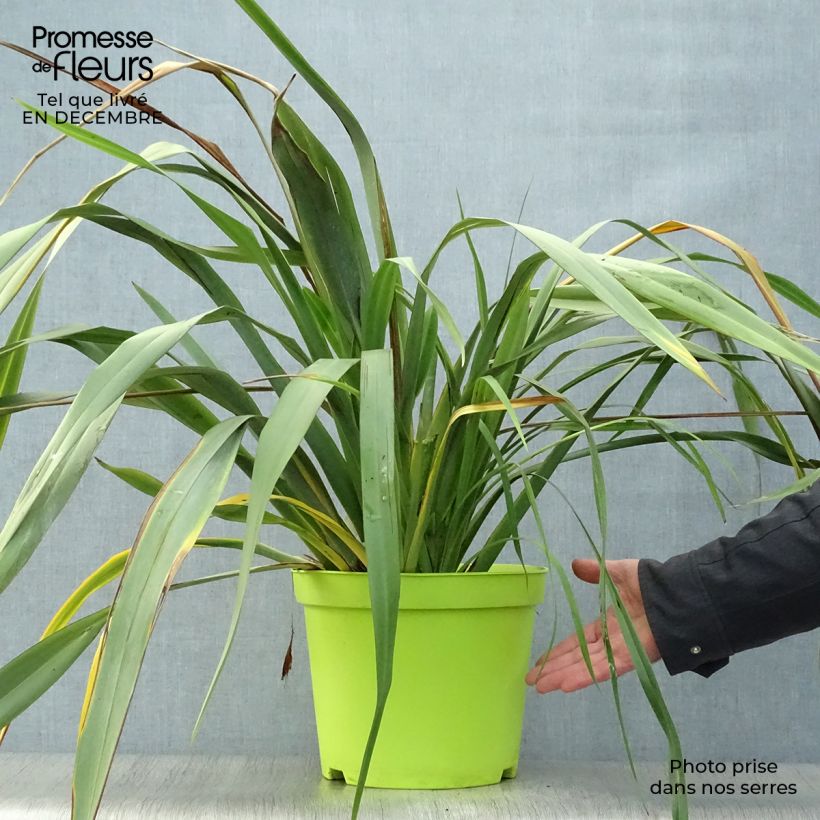 Exemplar von Phormium tenax - Neuseeländischer Flachs Topf mit 7,5L/10L wie im Winter geliefert