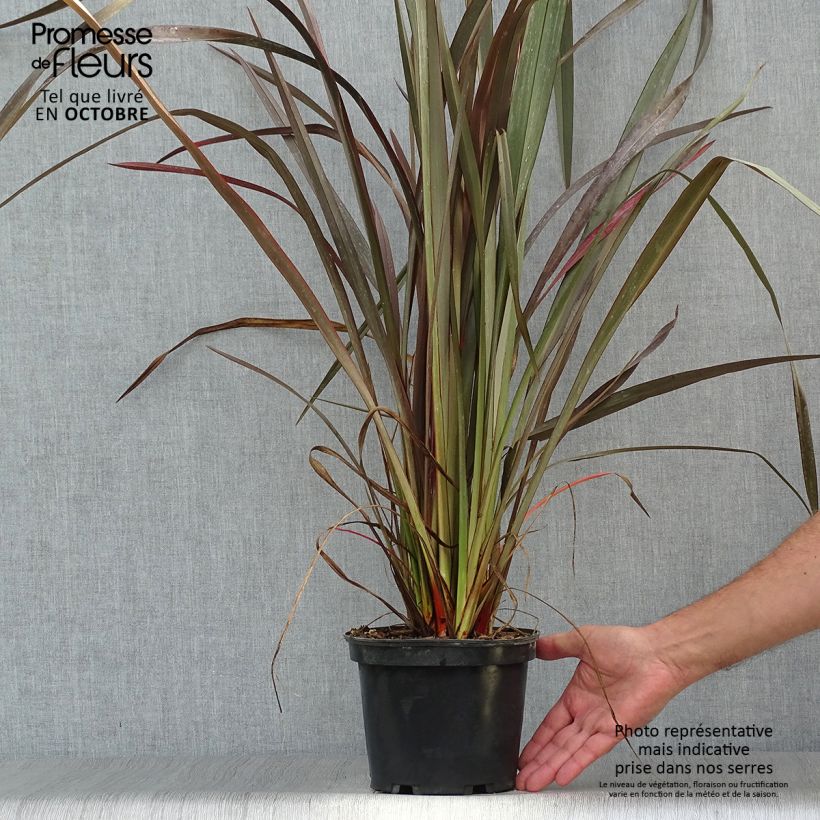 Exemplar von Phormium tenax Purpureum - Roter Neulseeländischer Flachs Topf mit 2L/3L wie im Herbst geliefert