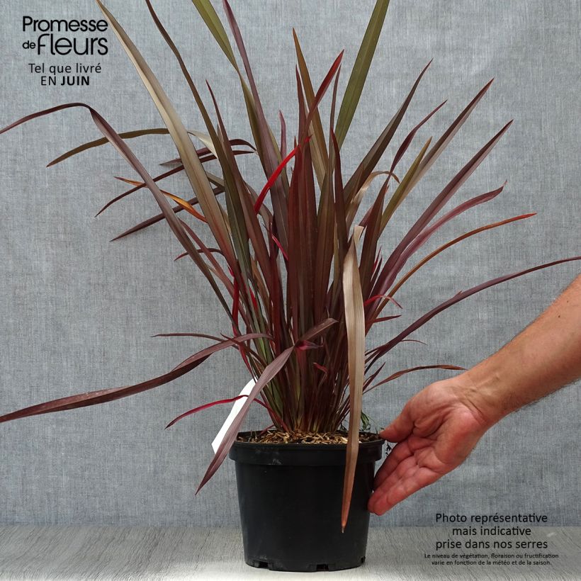 Exemplar von Phormium tenax Purpureum - Roter Neulseeländischer Flachs Topf mit 2L/3L wie im Sommer geliefert