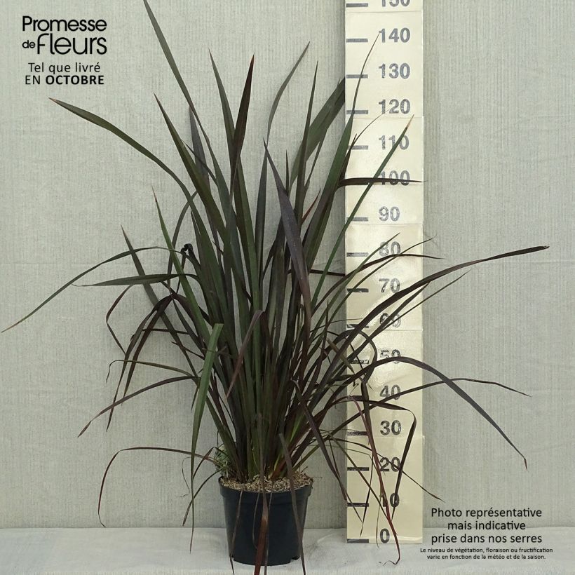 Exemplar von Phormium tenax Purpureum - Roter Neulseeländischer Flachs Topf mit 7,5L/10L wie im Herbst geliefert