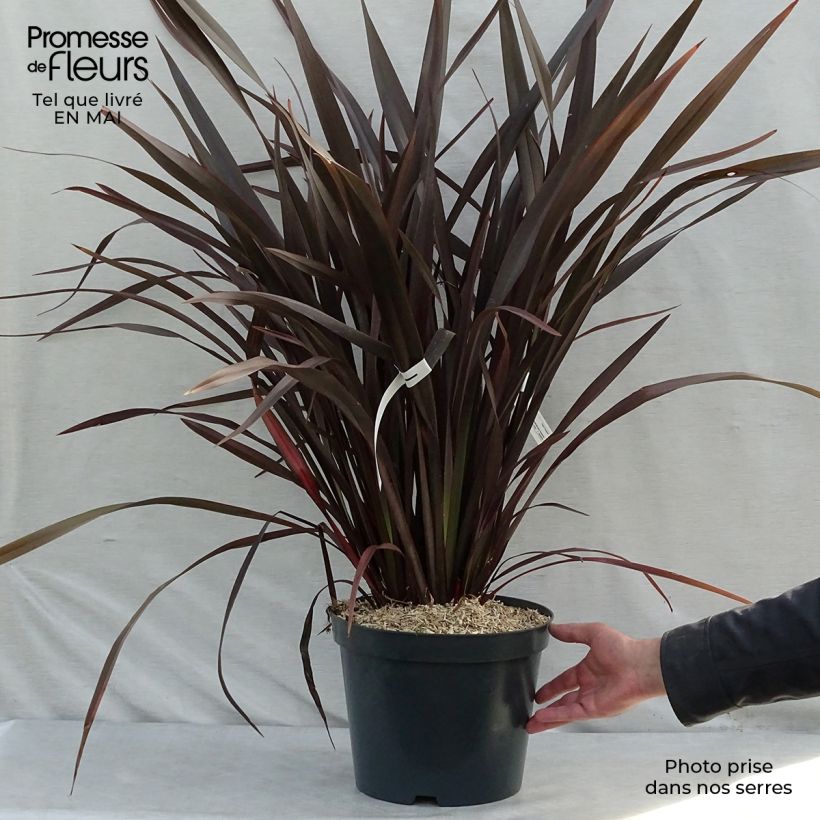 Exemplar von Phormium tenax Purpureum - Roter Neulseeländischer Flachs Topf mit 7,5L/10L wie im Frühjahr geliefert