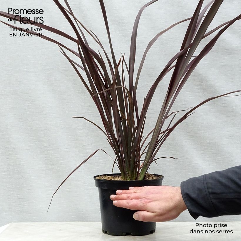 Exemplar von Phormium tenax Purpureum - Roter Neulseeländischer Flachs Topf mit 2L/3L wie im Winter geliefert