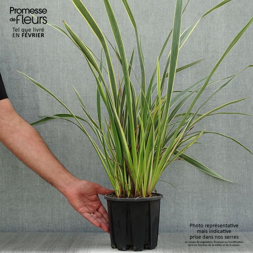 Exemplar von Phormium tenax Variegatum Topf mit 2L/3L wie im Herbst geliefert