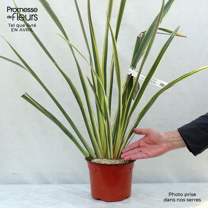 Exemplar von Phormium tenax Variegatum Topf mit 2L/3L wie im Frühjahr geliefert