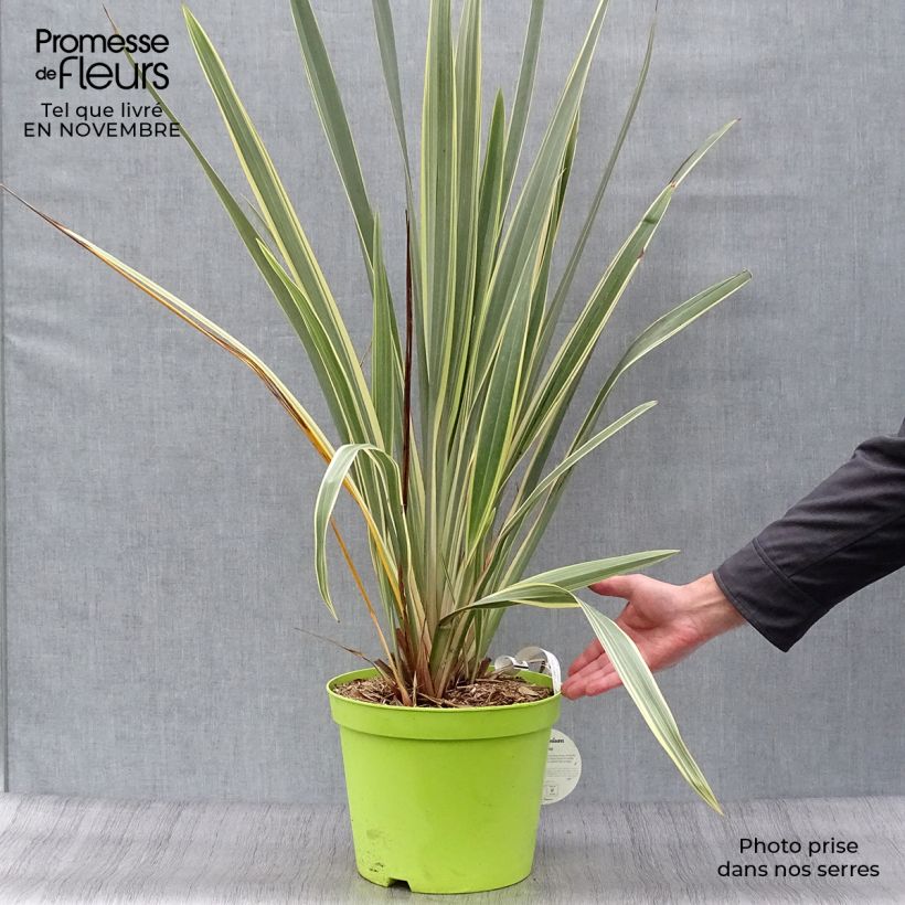 Exemplar von Phormium tenax Variegatum Topf mit 7,5L/10L wie im Herbst geliefert