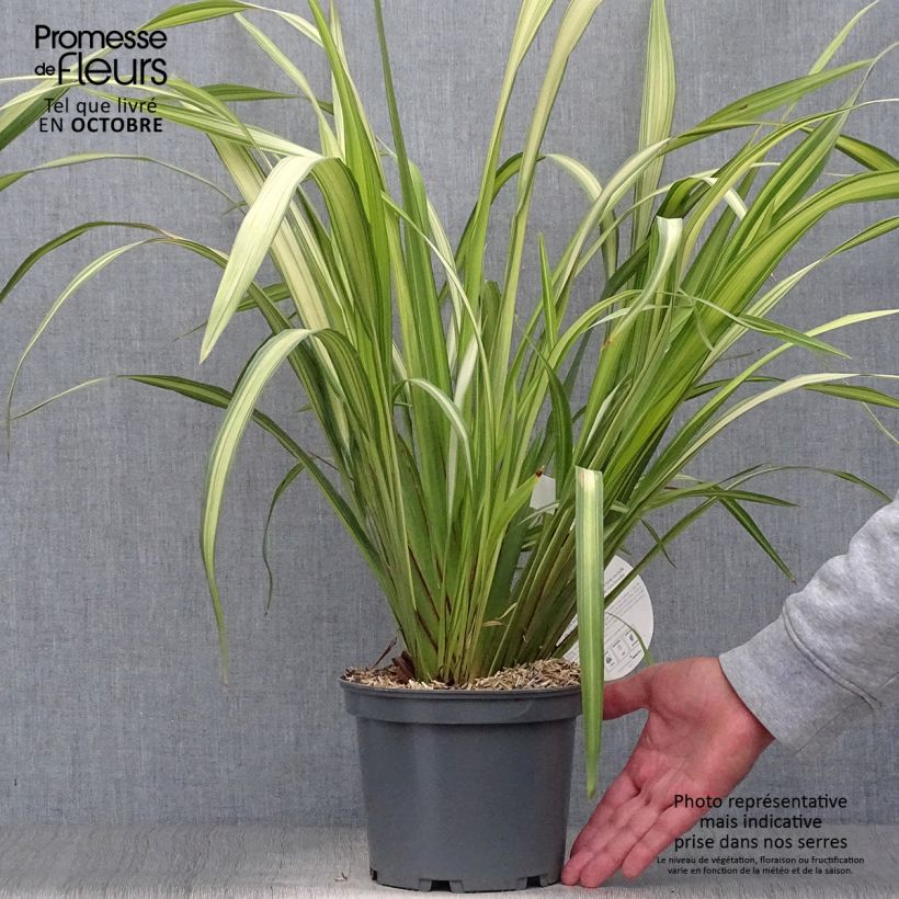 Exemplar von Phormium tenax Yellow Wave Topf mit 2L/3L wie im Herbst geliefert