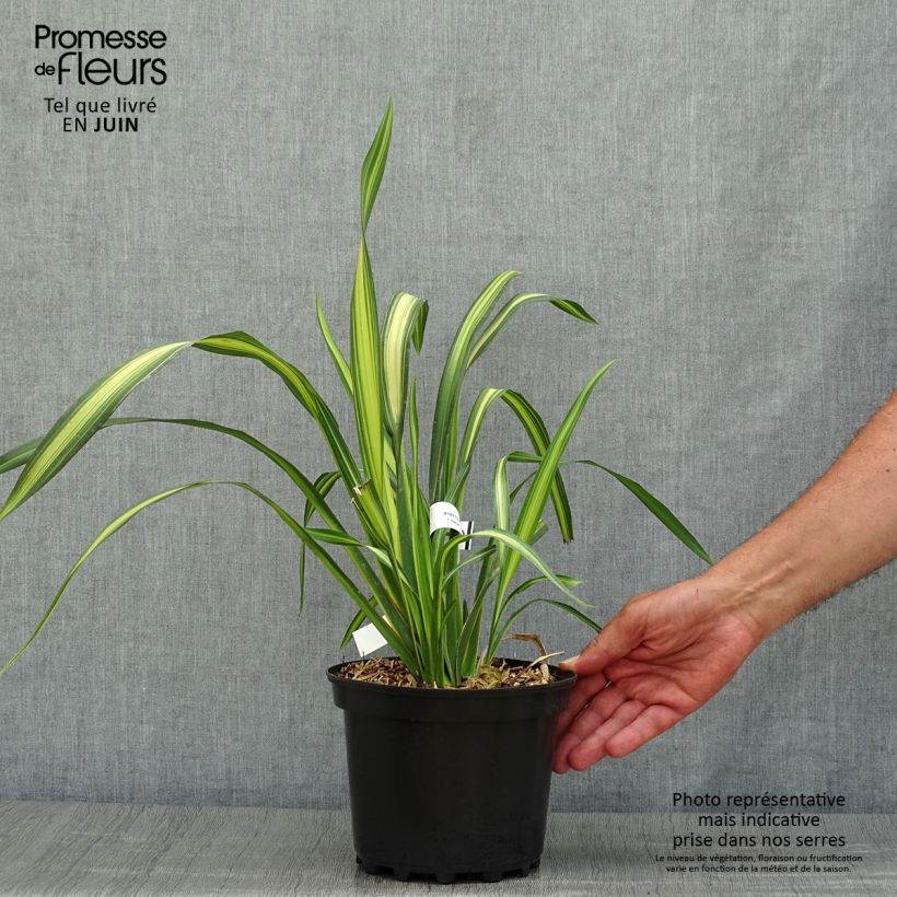 Exemplar von Phormium tenax Yellow Wave Topf mit 2L/3L wie im Sommer geliefert