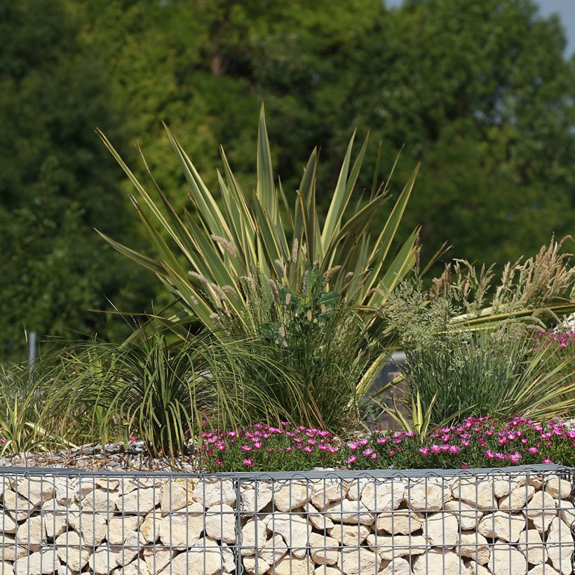 Phormium Duet (Wuchs)