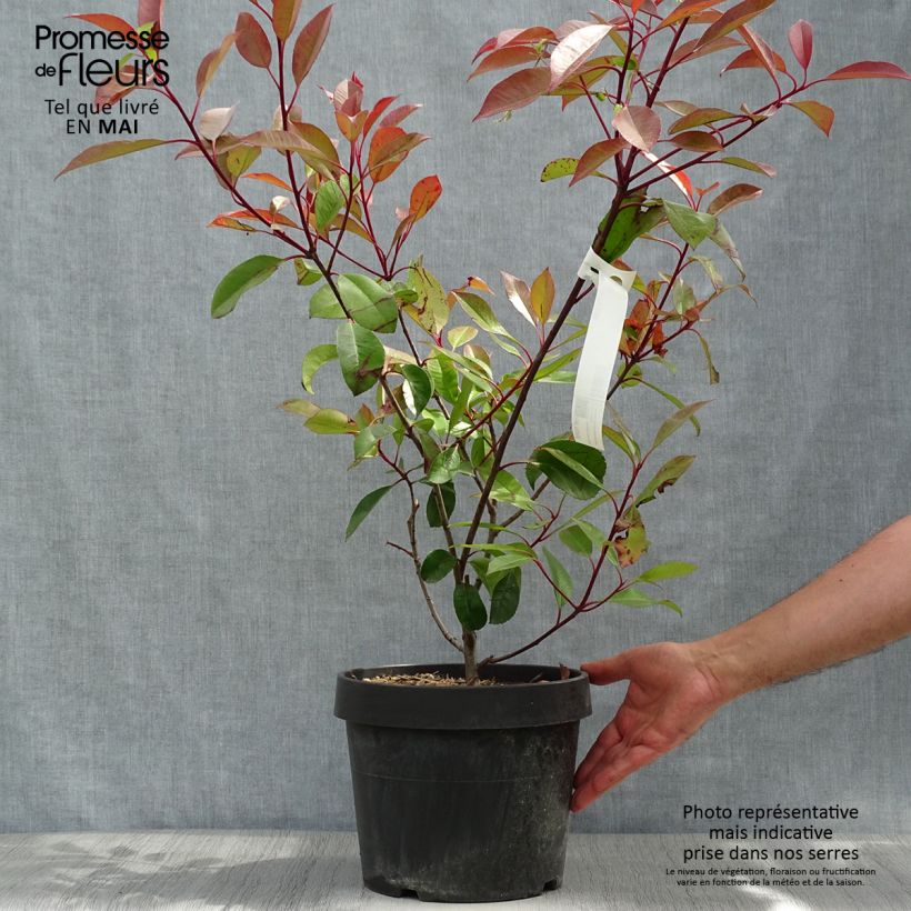 Exemplar von Photinia Little Red Robin en pot de 10L wie im Frühjahr geliefert