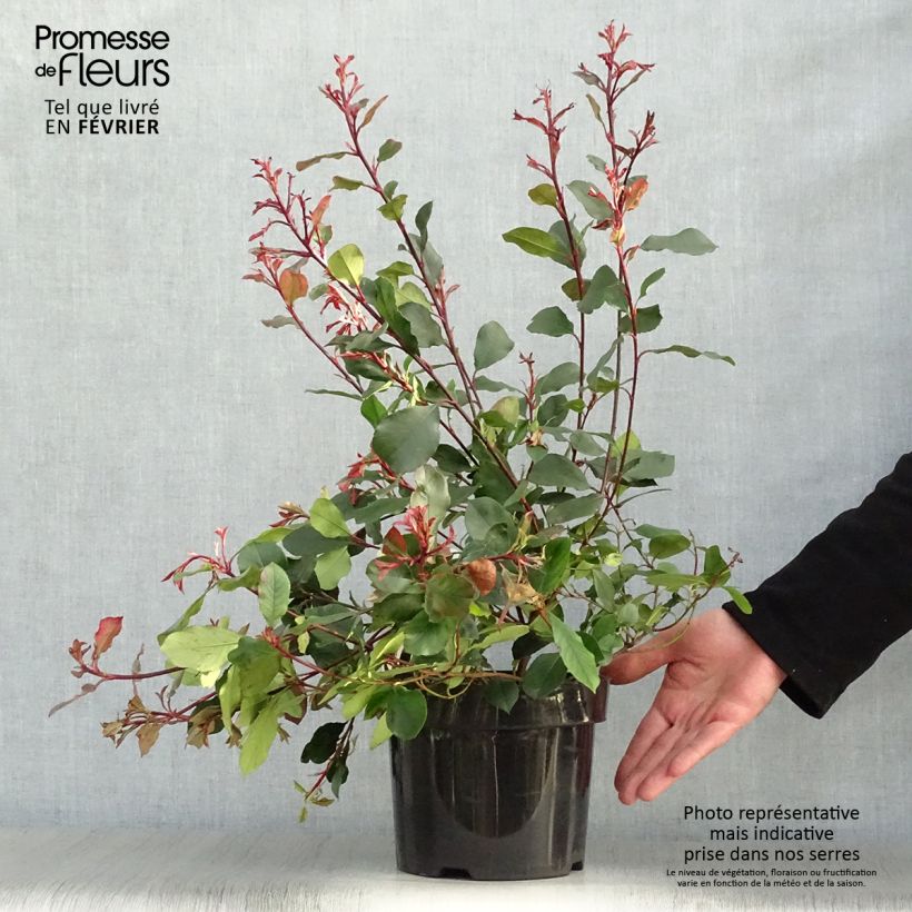 Exemplar von Zwerg Glanzmispel Little Red Robin - Photinia fraseri Topf mit 2L/3L wie im Winter geliefert