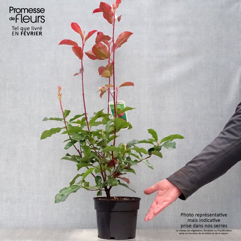 Exemplar von Rote Glanzmispel Camilvy - Photinia fraseri Topf mit 2L/3L wie im Winter geliefert