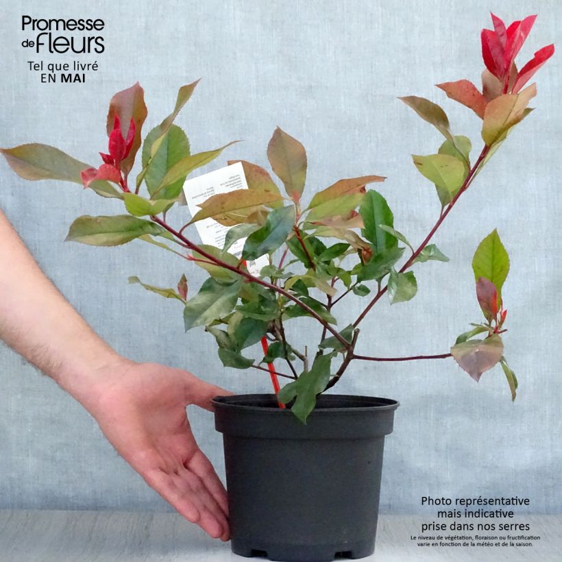 Exemplar von Rote Glanzmispel Camilvy - Photinia fraseri Topf mit 2L/3L wie im Frühjahr geliefert