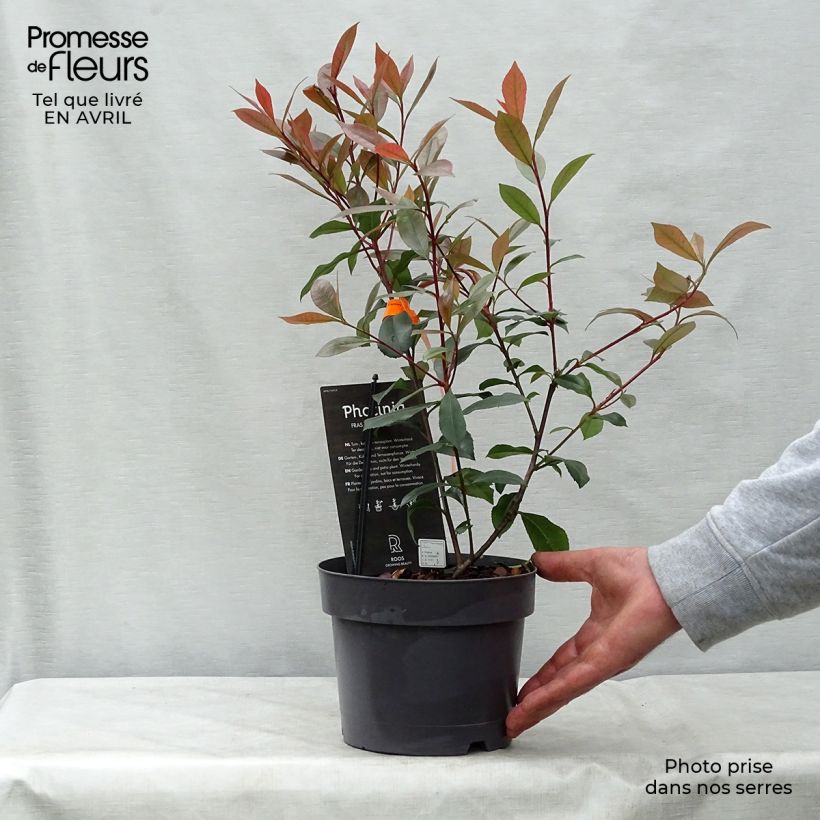 Exemplar von Rote Glanzmispel Carré Rouge - Photinia fraseri Topf mit 2L/3L wie im Frühjahr geliefert