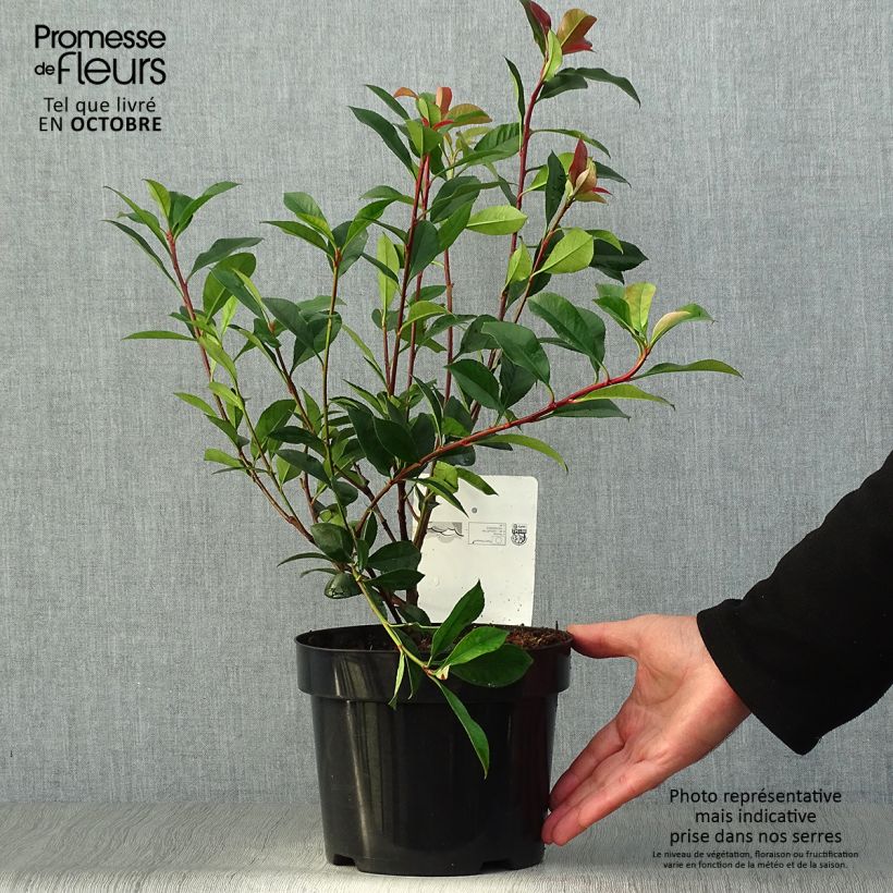 Exemplar von Rote Glanzmispel Carré Rouge - Photinia fraseri Topf mit 2L/3L wie im Herbst geliefert