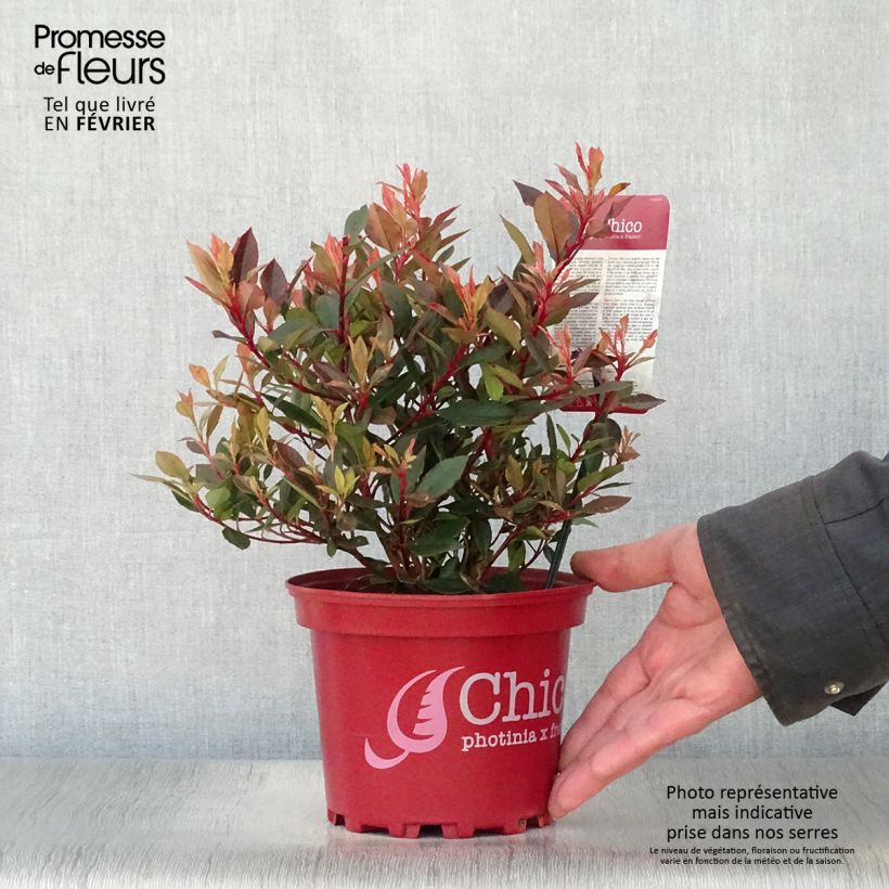 Exemplar von Glanzmispel Chico - Photinia fraseri Topf mit 2L/3L wie im Winter geliefert