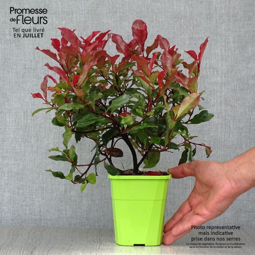 Exemplar von Zwerg Glanzmispel Corallina - Photinia fraseri Topf mit 1,5L/2L wie im Sommer geliefert