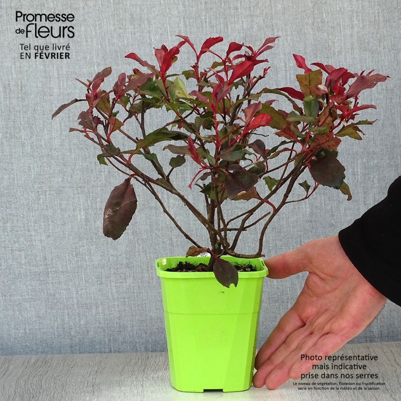 Exemplar von Zwerg Glanzmispel Corallina - Photinia fraseri Topf mit 1,5L/2L wie im Winter geliefert