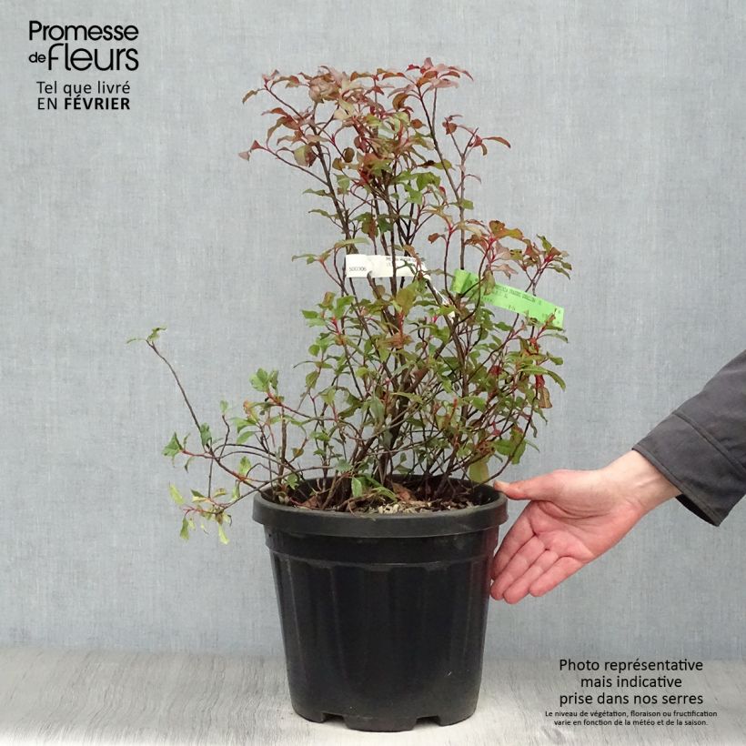 Exemplar von Zwerg Glanzmispel Corallina - Photinia fraseri Topf mit 7,5L/10L wie im Winter geliefert