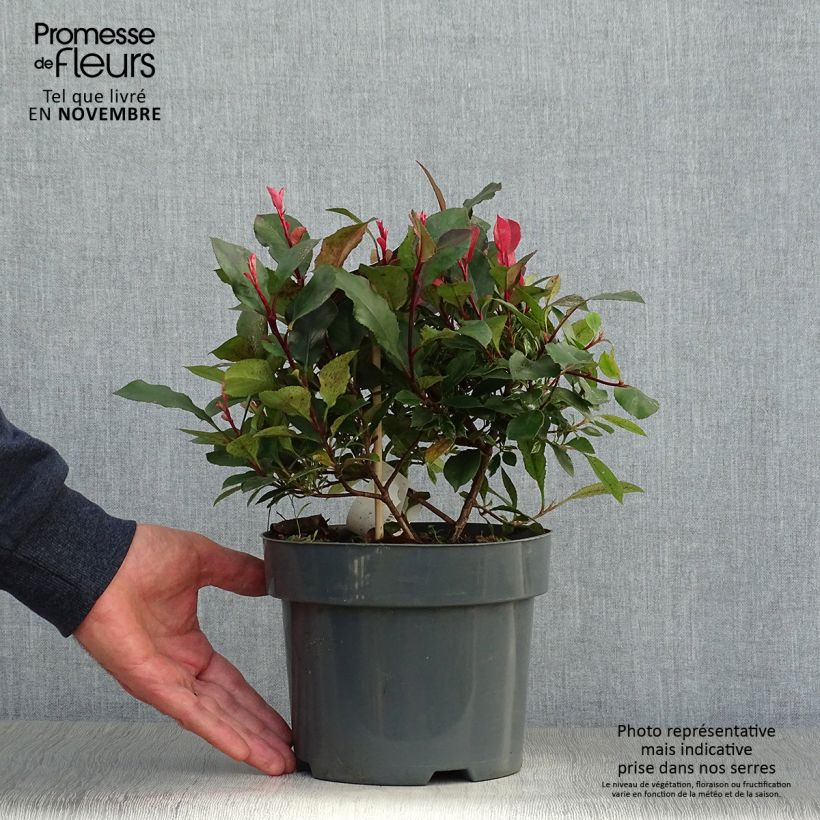 Exemplar von Rote Glanzmispel Little Fenna - Photinia fraseri Topf mit 2L/3L wie im Herbst geliefert