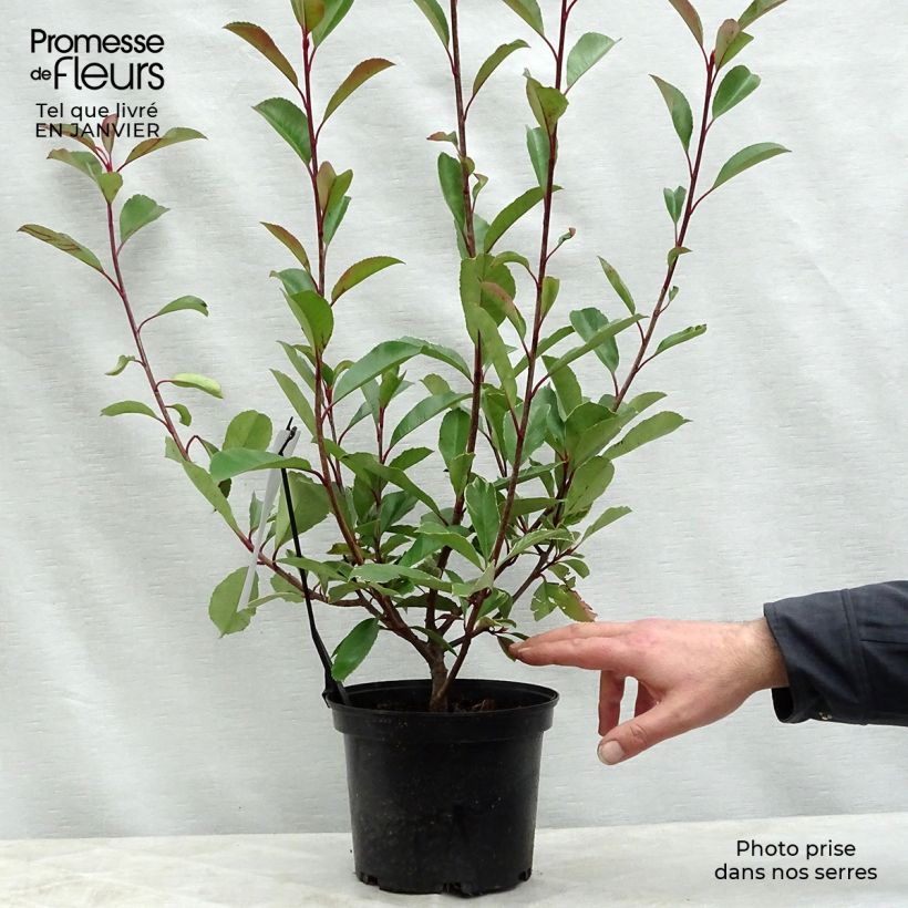 Exemplar von Rote Glanzmispel Louise - Photinia fraseri Topf mit 2L/3L wie im Winter geliefert
