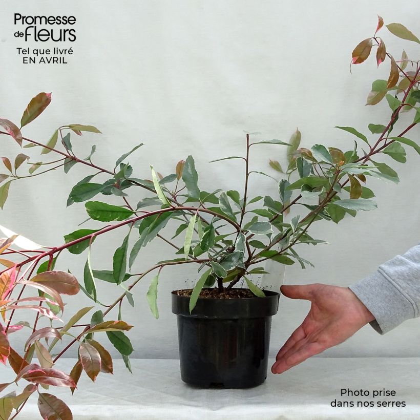 Exemplar von Rote Glanzmispel Louise - Photinia fraseri Topf mit 2L/3L wie im Frühjahr geliefert