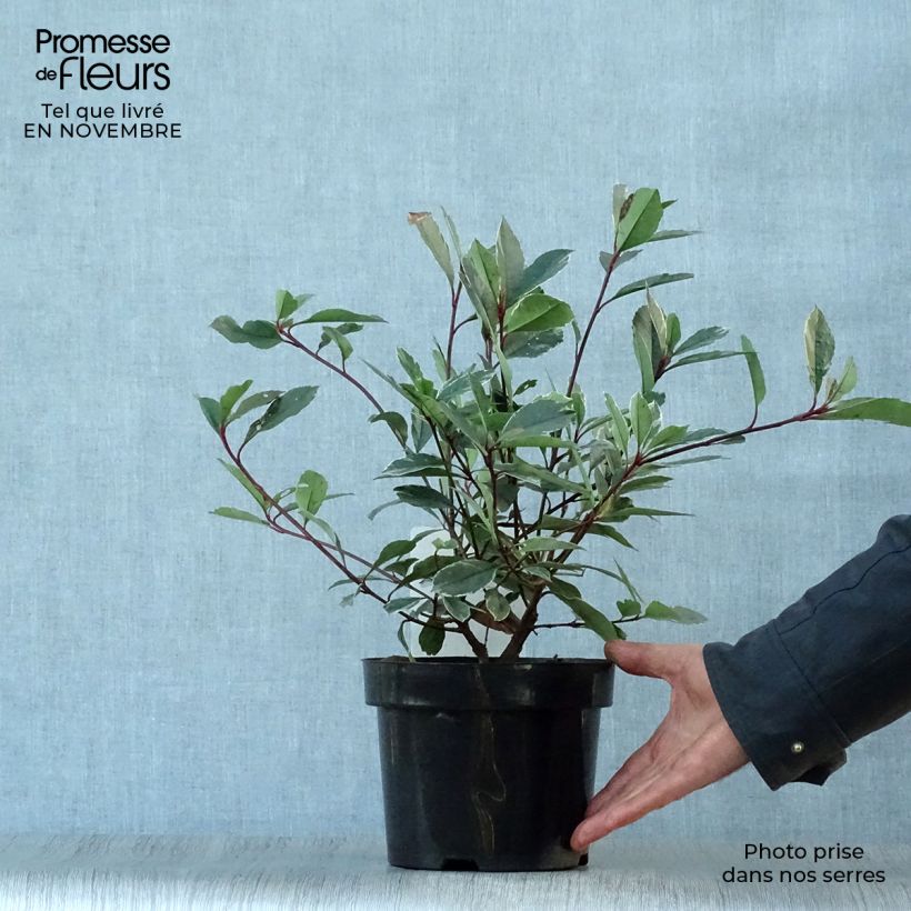 Exemplar von Rote Glanzmispel Louise - Photinia fraseri Topf mit 2L/3L wie im Herbst geliefert