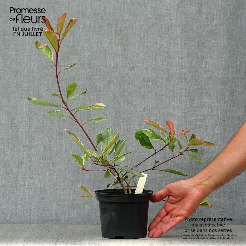 Exemplar von Weißgrüne Glanzmispel Pink Marble - Photinia fraseri Topf mit 2L/3L wie im Sommer geliefert