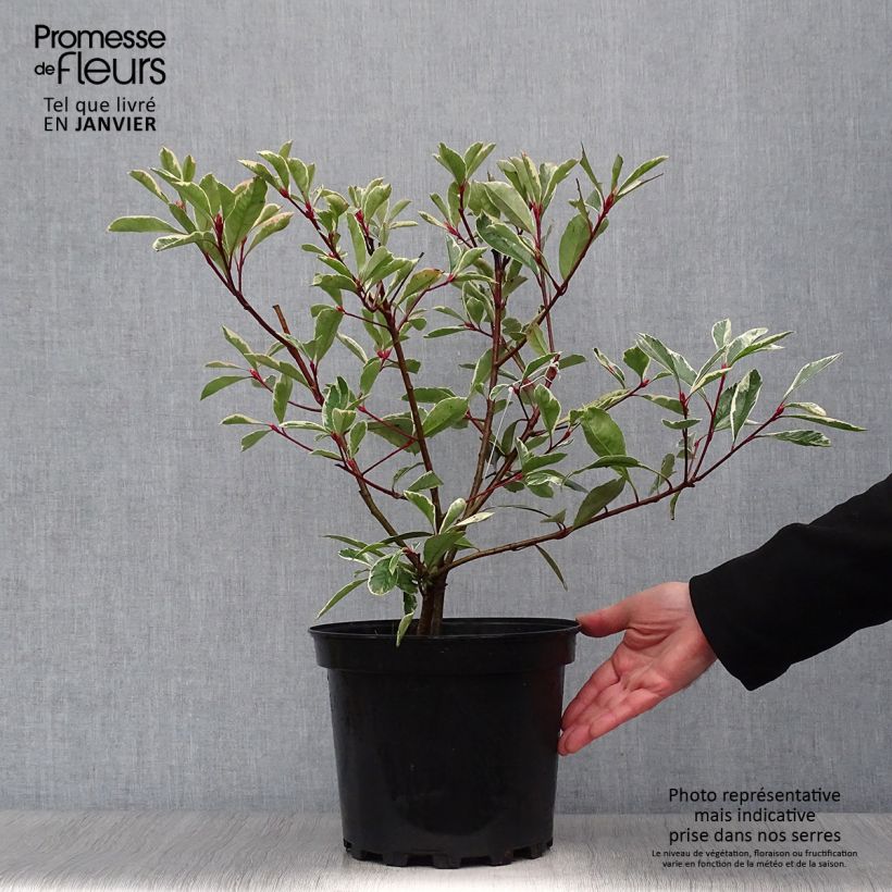 Exemplar von Weißgrüne Glanzmispel Pink Marble - Photinia fraseri Topf mit 7,5L/10L wie im Winter geliefert