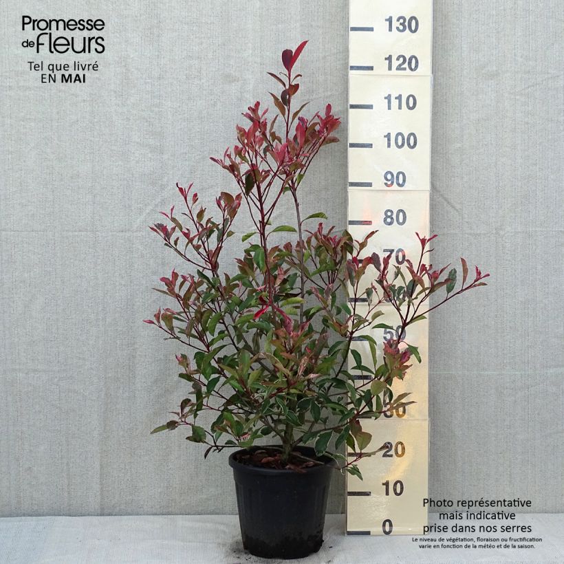 Exemplar von Weißgrüne Glanzmispel Pink Marble - Photinia fraseri Topf mit 7,5L/10L wie im Frühjahr geliefert