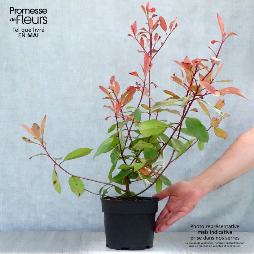 Exemplar von Rote Glanzmispel Red Robin - Photinia fraseri Topf mit 2L/3L wie im Frühjahr geliefert